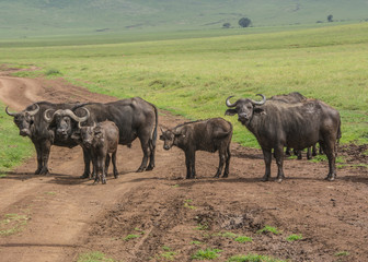 Naklejka na ściany i meble Herd of African Cape Buffalo in the African Savannah