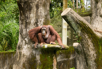 Portrait female orangutan with sad look pose .
