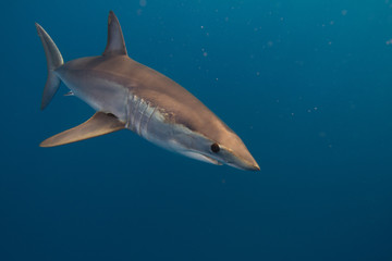 Obraz premium Mako Sharks of Cabo San Lucas