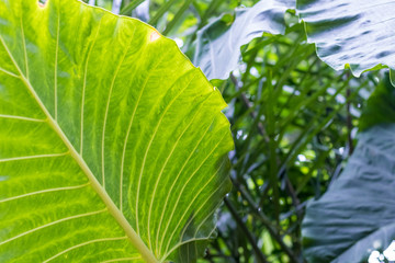 Tropical leaves background, pattern, macro green