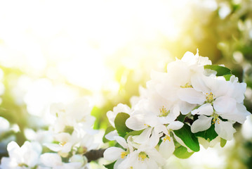 Tree Blossoms in Spring Garden Floral background