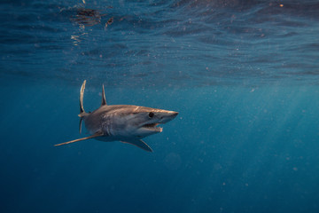 Mako Sharks of Cabo San Lucas