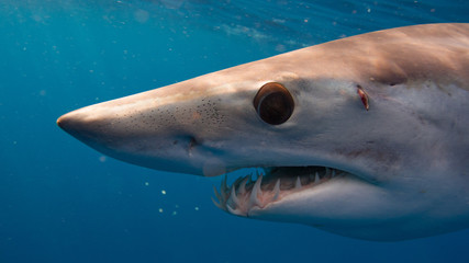 Fototapeta premium Mako Sharks of Cabo San Lucas