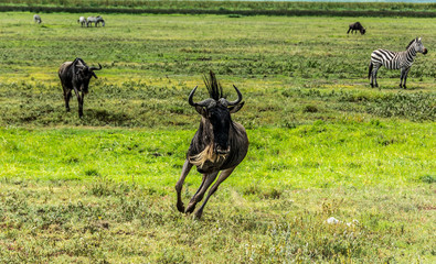 Close up of a Wildebeest running in the African Savannah