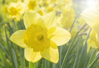 Nice flowers narcisuss