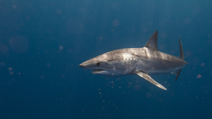 Obraz premium Mako Sharks of Cabo San Lucas