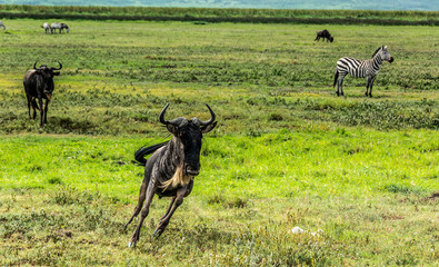 Naklejka na ściany i meble Close up of a Wildebeest running in the African Savannah
