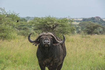 Close up of an African Cape Buffalo in the African Savannah