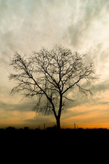 Sunset and silhouette trees