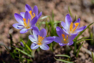 low angle closeup of purple crocuses blooming in early spring on sunny day