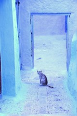 cat in morocco