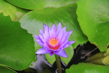 Lotus flower or water lilly purple beautiful in nature