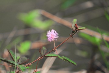 Sensitive plant, Mimosa pudica flower sleepy