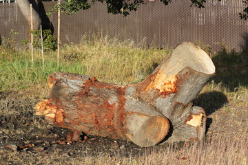 Large cut tree trunk laying on the ground