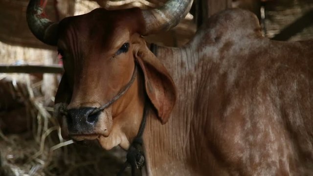 Portrait of a cow in a barn.