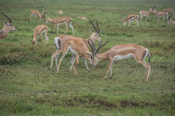 Male Thomson's Gazelles Fighting in the African Savannah