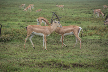 Male Thomson's Gazelles Fighting in the African Savannah