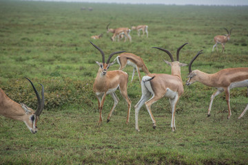Naklejka na ściany i meble Male Thomson's Gazelles Fighting in the African Savannah