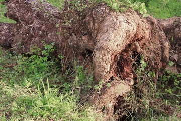 old stump in an autumn forest