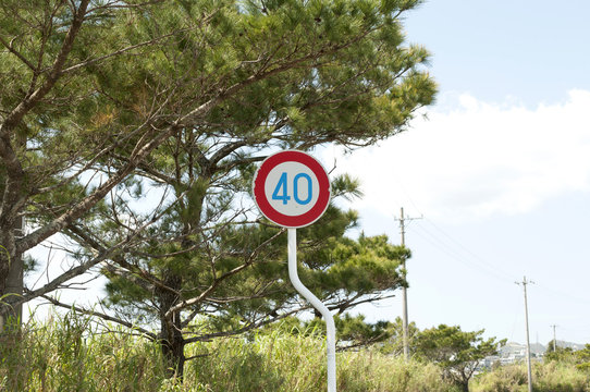道路標識（制限速度40km/h）とリュウキュウマツ