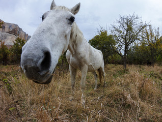 Funny looking muzzle of a white horse with autumn landscape at the background