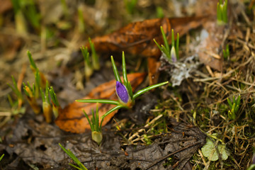 First spring crocuses