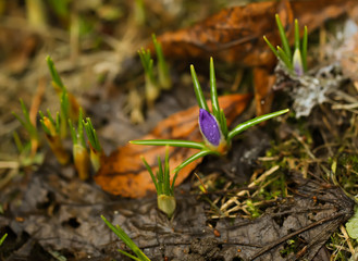 First spring crocuses