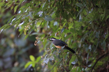 White-eared sibia (Heterophasia auricularis) in Taiwan