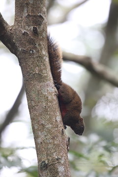 Taiwan squirrels (Callosciurus erythraeus thaiwanensis) in Taiwan