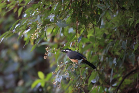 White-eared sibia (Heterophasia auricularis) in Taiwan