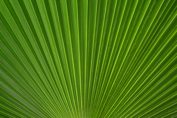 Obraz premium Green leave background