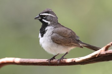 Black-throated Sparrow (Amphispiza bilineata)