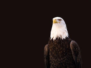 A bald eagle on a black background