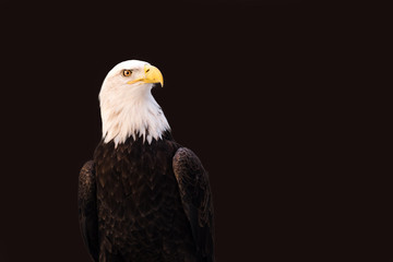 A bald eagle on a black background
