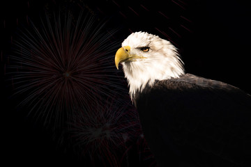 A bald eagle on a black background