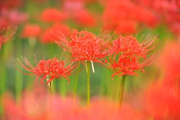 七ツ森古墳の彼岸花