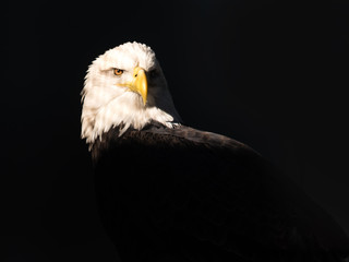 A bald eagle on a black background