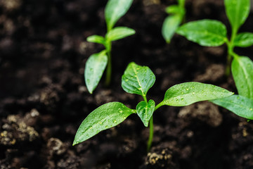 Close-up of pepper seedlings