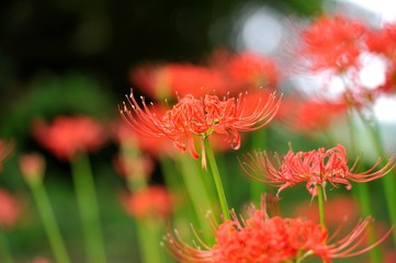 七ツ森古墳の彼岸花