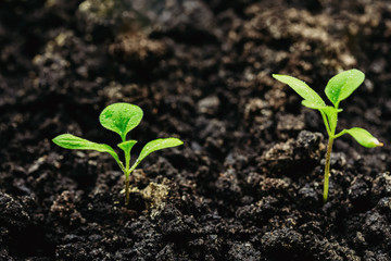 Young planting of eggplant in the closed ground