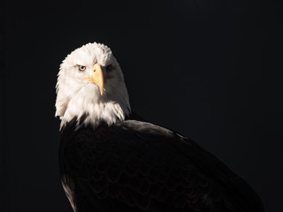 A bald eagle on a black background