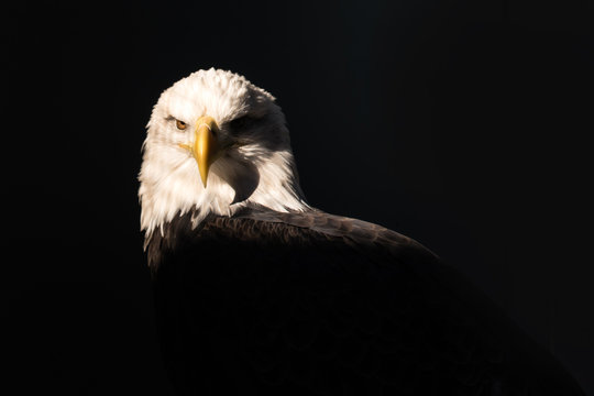 A bald eagle on a black background