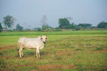 Fototapeta premium Common Asian cow in the field