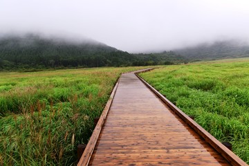 タデ原湿原の花