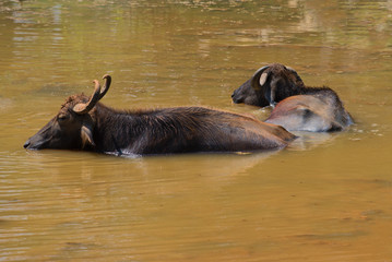 Two wild Asian buffaloes rest in the pond on a hot midday. Yala, Sri Lanka