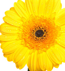 gerber on white background