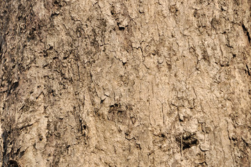 Tree bark background