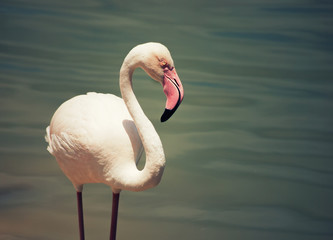 Pink Flamingo