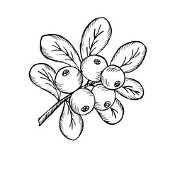  Сowberry with leaves and branches.  Illustration doodle sketch hand-drawn bunch of ripened lingonberry. Isolated on white background. Vintage retro style. Ripe cranberry with leaves and branches.