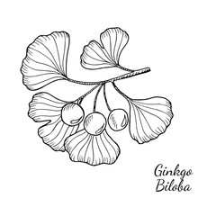 Ginkgo Biloba plant, leaf, branch, berry. Isolated on white, medicinal plant. Hand drawn sketch illustration. Ingredient for hair and body care cream, lotion, treatment.